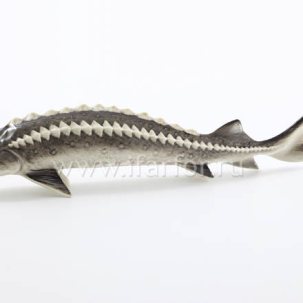Скульптура Осетр настенный малый