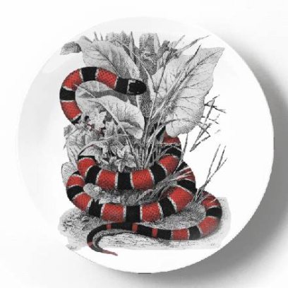 Коралловый аспид