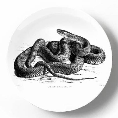 Желтобрюхая шипящая змея