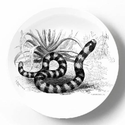 Коралловая сверташка