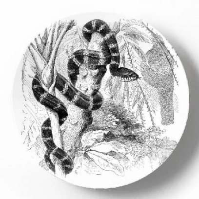 Мангровая змея