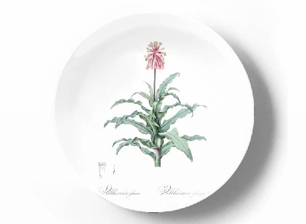 Decorative plate Pierre-Joseph Redouté Veltheimia Capensis