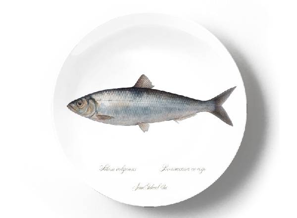 Волжская сельдь